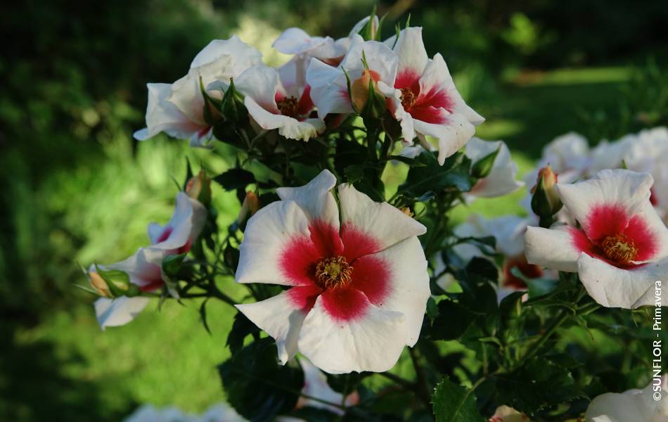 ©SUNFLOR - Primavera